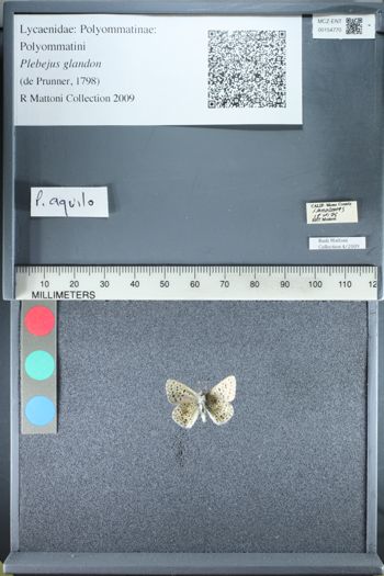 Media type: image;   Entomology 154770